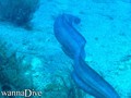 scuba diving photo