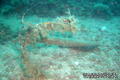 scuba diving photo