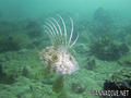 scuba diving photo