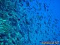 scuba diving photo