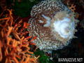 scuba diving photo