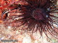 scuba diving photo