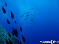 scuba diving photo