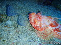 scuba diving photo