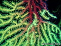 scuba diving photo
