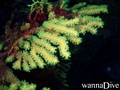 scuba diving photo