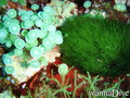 scuba diving photo
