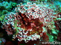 scuba diving photo