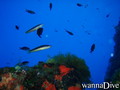 scuba diving photo