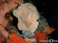 scuba diving photo