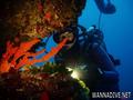 scuba diving photo