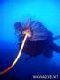 scuba diving photo