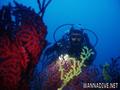 scuba diving photo