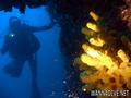 scuba diving photo