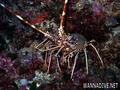scuba diving photo