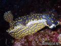scuba diving photo
