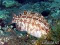 scuba diving photo