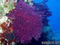 scuba diving photo