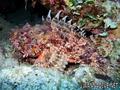 scuba diving photo