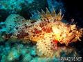 scuba diving photo