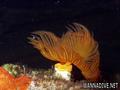 scuba diving photo