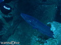 scuba diving photo
