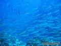 scuba diving photo