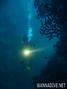 scuba diving photo
