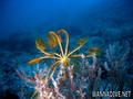 scuba diving photo