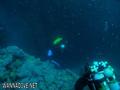 scuba diving photo