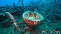 scuba diving photo