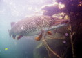 scuba diving photo