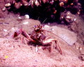 scuba diving photo