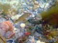 scuba diving photo
