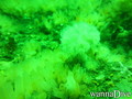scuba diving photo