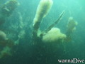 scuba diving photo
