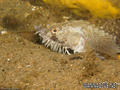 scuba diving photo
