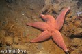scuba diving photo