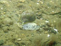 scuba diving photo