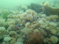 scuba diving photo