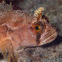 scuba diving photo