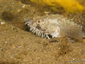 scuba diving photo