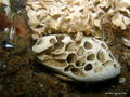 scuba diving photo