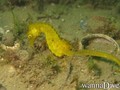 scuba diving photo