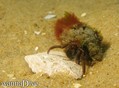 scuba diving photo