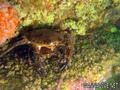 scuba diving photo