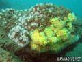 scuba diving photo
