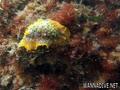 scuba diving photo