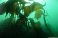 scuba diving photo