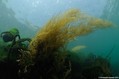 scuba diving photo
